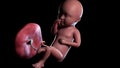 a human fetus week 34