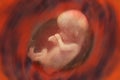 Human Fetus in the Womb - Pregnancy Royalty Free Stock Photo