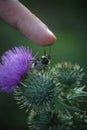 Human finger pointing to a small insect on a thistle flower bud