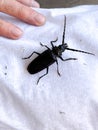 Human finger pushes down on large black beetle. Royalty Free Stock Photo