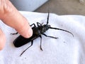 Human finger pushes down on large black beetle. Royalty Free Stock Photo