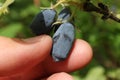 Human fingers holding a berry honeysuckle, macro Royalty Free Stock Photo