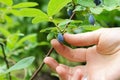 Human fingers holding a ripe berry of honeysuckle