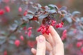 Human fingers pick up a ripe barberry from a bush branch, close up, selected focus.