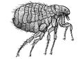 Human flea illustration, drawing, engraving, ink, line art, vector