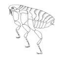 Human flea. Realistic hand drawing black and white vector illustration.