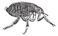 Human flea or Pulex irritans vintage engraving Royalty Free Stock Photo