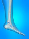 Human foot Royalty Free Stock Photo