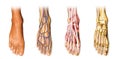 Human foot anatomy cutaway representation.