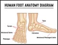 Human foot anatomy diagram with the name and description of all sites Royalty Free Stock Photo