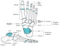 Human foot anatomy infographic diagram