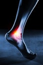 Human foot ankle and leg in x-ray on blue background. The foot ankle is highlighted by red colour. Royalty Free Stock Photo