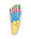 Human foot bones anatomy. Colored foot parts structure. Human leg base diagram vector illustration. Royalty Free Stock Photo