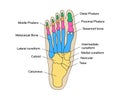 Human foot bones anatomy with descriptions. Educational diagram of internal organ illustration. Calcaneus, tarsals