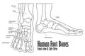 Human foot bones front and side view anatomy