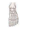 A human foot featuring detailed rendering of phalanges metatarsals and Royalty Free Stock Photo