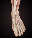 Human Foot Muscles Anatomy