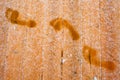 Human foot prints Royalty Free Stock Photo