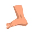 Human foot standing, side view vector Illustration on a white background Royalty Free Stock Photo