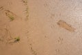 The human footprint of a child and the tracks of a seagull in the wet sand