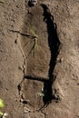 Human footprint in a clay floor, plant growing