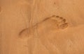 Human footprint beside dog foot prints on the sand tropical beach. Royalty Free Stock Photo