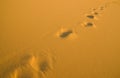 Human footprints on the beach Royalty Free Stock Photo