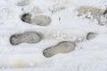 Human footprints boot sole protectors on freshly fallen white snow. Footprints on winter trail. Royalty Free Stock Photo