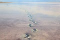 Human footprints in curative mud of pink salt Syvash lake in Kherson region, Ukraine Royalty Free Stock Photo