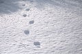 Human footprints in deep snow. Not cleaned track. Bad snow removal. Off-road. Way home