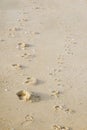 Human footprints along the dog footprints Royalty Free Stock Photo