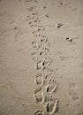 human footprints in the sand at the beach Royalty Free Stock Photo