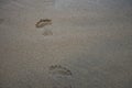 Human footprints on the sea sand Royalty Free Stock Photo