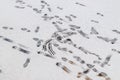 Human footprints in the snow Royalty Free Stock Photo