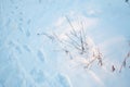 Human footprints on a snowy surface in winter next to grass Royalty Free Stock Photo