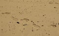 Human footprints in wet beach sand Royalty Free Stock Photo