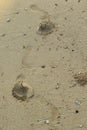 Human footprints in wet beach sand Royalty Free Stock Photo