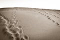 Human footsteps in desert dune Royalty Free Stock Photo