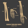 Human forearm bones icons