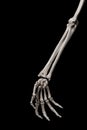 Human forearm skeleton anatomy bone 2