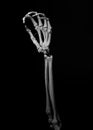 Human forearm skeleton anatomy bone 11
