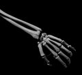 Human forearm skeleton anatomy bone 12