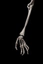 Human forearm skeleton anatomy bone 4