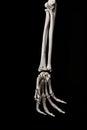 Human forearm skeleton anatomy bone 6