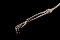 Human forearm skeleton anatomy bone 7