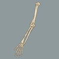 Human Forearm Skeleton Anatomy Vector