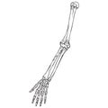 Human Forearm Skeleton