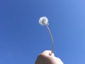 Human freedom - Dandelion seeds on blue sky