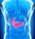 Human Gallbladder and Pancreas Anatomy Royalty Free Stock Photo