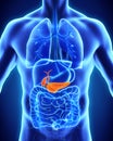 Human Gallbladder and Pancreas Anatomy Royalty Free Stock Photo